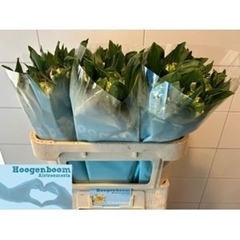 Alstroemeria Fashionista Couture 70cm