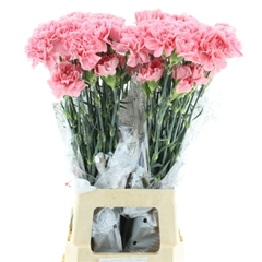 Dianthus Single Doncel 70cm