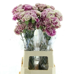 Dianthus Single Antigua 70cm
