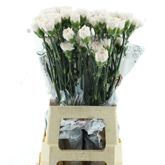 Dianthus Single Apple Tea 70cm