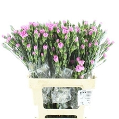 Dianthus Spray Nenufar 65cm