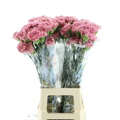 Dianthus Single Lege 70cm
