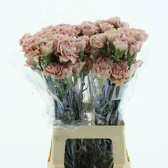 Dianthus Single Creola 70cm