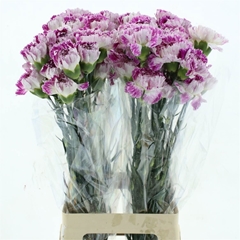Dianthus Single Tonic Golem 70cm
