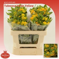 Asclepias Tuberosa Hello Yellow 50cm