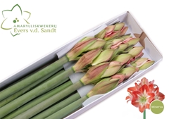 Hippeastrum Minerva 80cm
