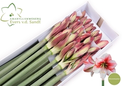 Hippeastrum Showmaster 70cm