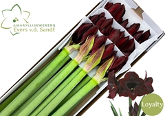 Hippeastrum Loyalty 80cm