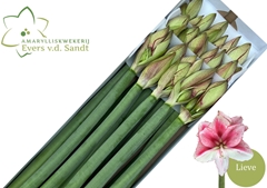 Hippeastrum Lieve 80cm