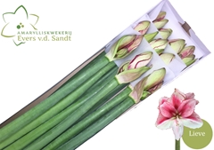 Hippeastrum Lieve 80cm