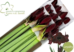 Hippeastrum Loyalty 80cm
