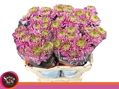 Chrysanth Single Pristine Pink 80cm 90gr.