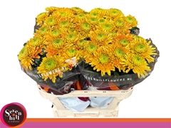 Chrysanth Single Pristine Orange 80cm 90gr.