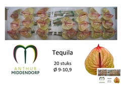 Anthurium Tequila 9cm Hd