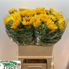 Helianthus Orange Fire 80cm 15cm Hd
