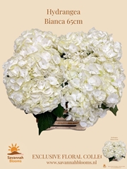Hydrangea Bianca 65cm 16cm Hd