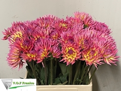Dahlia Karma Sangria 60cm