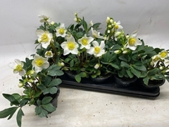 Helleborus Happy Day 12Ø 24cm