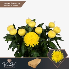 Chrysanth Single Pjotr 70cm 110gr.