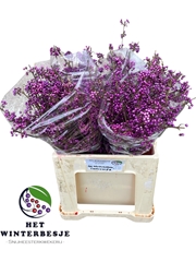 Callicarpa Bodinieri Profusion 60cm