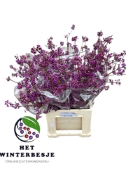 Callicarpa Bodinieri Profusion 80cm