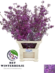 Callicarpa Bodinieri Profusion 100cm