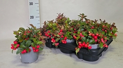 Gaultheria Procumbens 12Ø 20cm