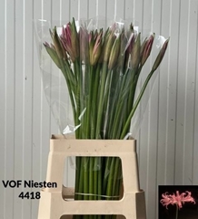 Amarine Belladiva Smilla 70cm