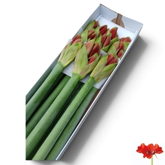 Hippeastrum Ferrari 75cm