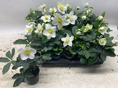 Helleborus Little Star 7Ø 18cm