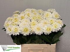 Dahlia Caro 60cm