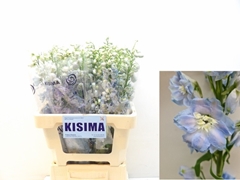 Delphinium Double Magic Fountains Skyblue Whitebee 60cm