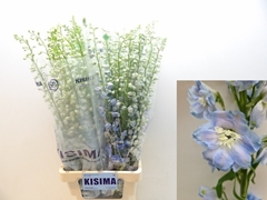 Delphinium Double Magic Fountains Skyblue Whitebee 90cm