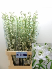 Delphinium Double Candle White Shades 100cm