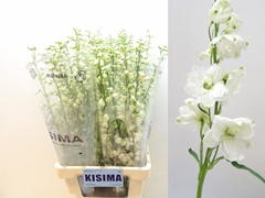 Delphinium Double Guardian White 80cm
