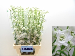 Delphinium Double Candle White Shades 70cm