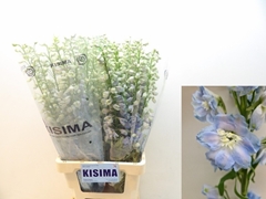 Delphinium Double Magic Fountains Skyblue Whitebee 80cm