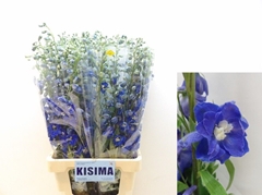 Delphinium Double Candle Blue Shades 80cm