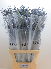 Delphinium Single Sea Waltz 100cm