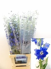 Delphinium Double Candle Blue Shades 90cm