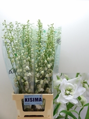 Delphinium Double Candle White Shades 80cm