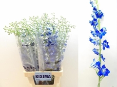 Delphinium Double Orbit Azure Blue 80cm