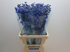 Delphinium Single Sea Waltz 70cm