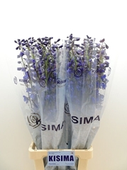 Delphinium Single Sea Waltz 90cm