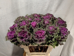Brassica Crane Ruffle Red 60cm