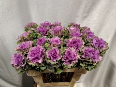 Brassica Empire Bogdana 60cm