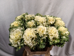 Brassica Crane Ruffle White 60cm