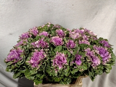 Brassica Empire Ksenia 70cm