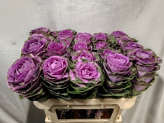 Brassica Empire Olga 70cm