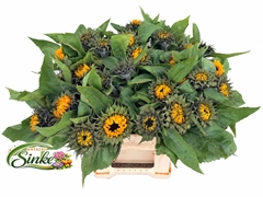 Helianthus Sunrich Orange 50cm